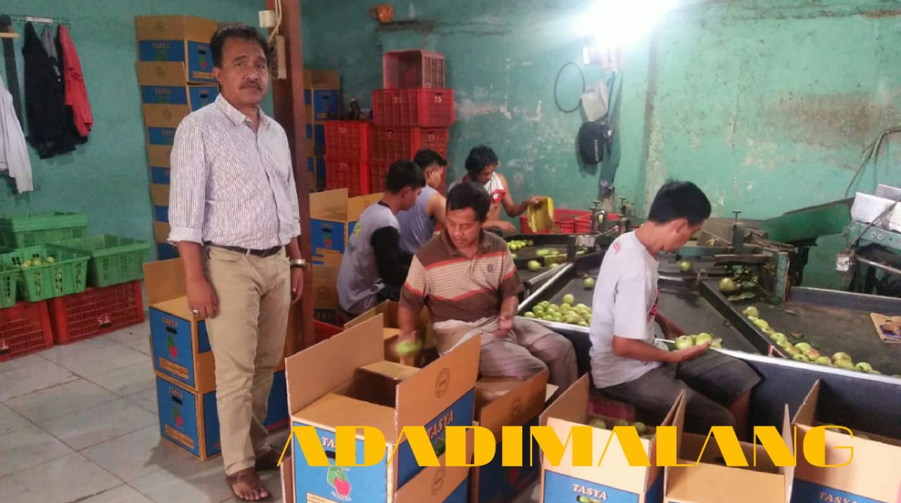 Petani Apel Batu Mengeluh Karena Harga Apel Anjlok