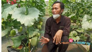 Manager ATP UB - Suyadi saat menunjukkan budidaya buah Melon di ATP UB Jatikerto Kabupaten Malang