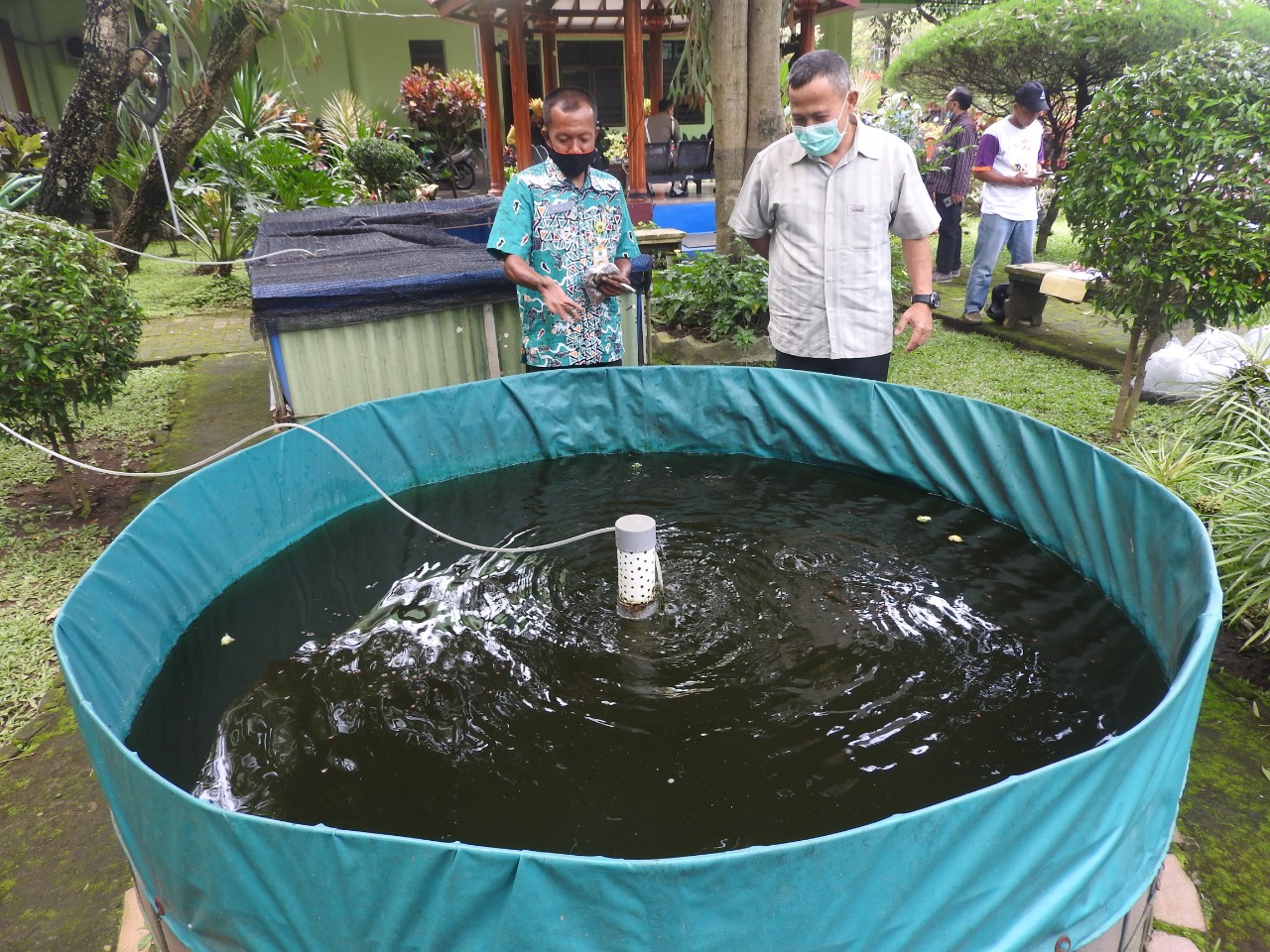 Terapkan Urban Farming, Kecamatan Blimbing Pelihara Ikan Dan Menanam Tanaman Di Halaman