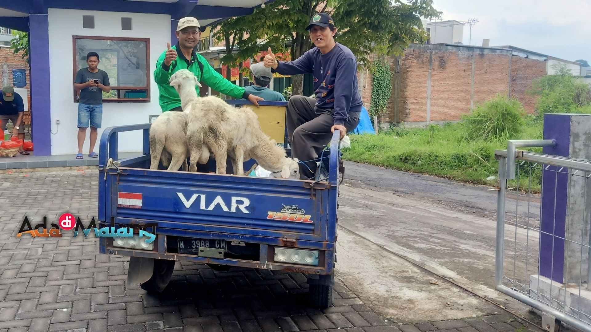 Perwakilan Takmir Mushola Nur Rohman Tlogo Agung saat mengambil sumbangan berupa 2 ekor kambing di STP UNITRI 