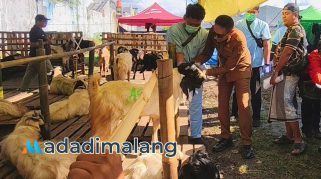 Wali Kota Malang, Dr. Ir. Wahyu Hidayat, MM., saat menempelkan stiker sehat pada hewan kurban yang telah diperiksa kondisi kesehatannya (Foto : Agus Yuwono)