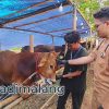 Mahasiswa FKH UB tengah melakukan pemeriksaan hewan kurban di lokasi penjualan hewan qurban siang tadi (Foto : Agus Yuwono)