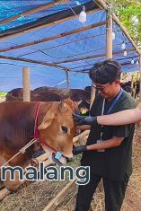 Mahasiswa FKH UB tengah melakukan pemeriksaan hewan kurban di lokasi penjualan hewan qurban siang tadi (Foto : Agus Yuwono)
