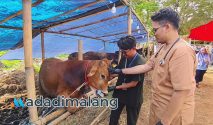 Mahasiswa FKH UB tengah melakukan pemeriksaan hewan kurban di lokasi penjualan hewan qurban siang tadi (Foto : Agus Yuwono)