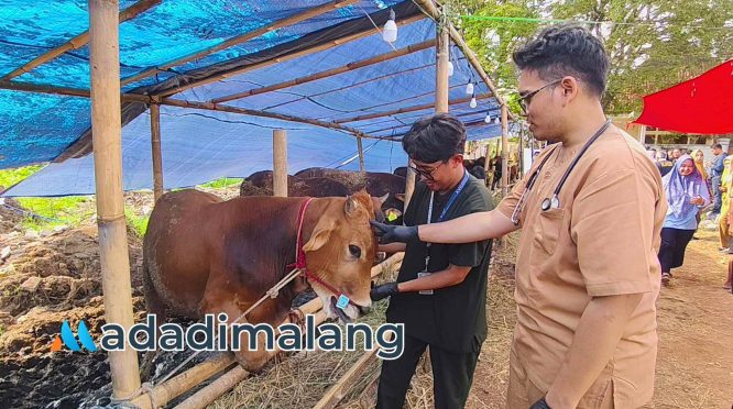 Mahasiswa FKH UB tengah melakukan pemeriksaan hewan kurban di lokasi penjualan hewan qurban siang tadi (Foto : Agus Yuwono)