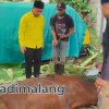 Ketua DPD Partai Golkar kota Malang melihat langsung proses penyembelihan hewan kurban pagi tadi (Foto : Agus Yuwono)