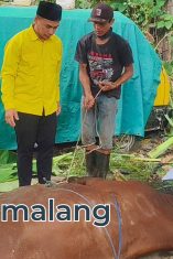 Ketua DPD Partai Golkar kota Malang melihat langsung proses penyembelihan hewan kurban pagi tadi (Foto : Agus Yuwono)