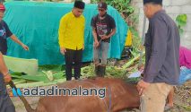 Ketua DPD Partai Golkar kota Malang melihat langsung proses penyembelihan hewan kurban pagi tadi (Foto : Agus Yuwono)