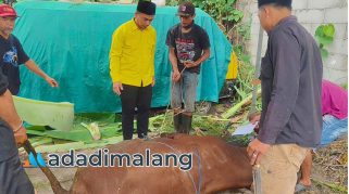 Ketua DPD Partai Golkar kota Malang melihat langsung proses penyembelihan hewan kurban pagi tadi (Foto : Agus Yuwono)