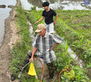 Sawah Warga Terancam Hama, Kelompok KKN 179 UMM Lakukan pengasapan Tikus Bersama Petani Bangelan